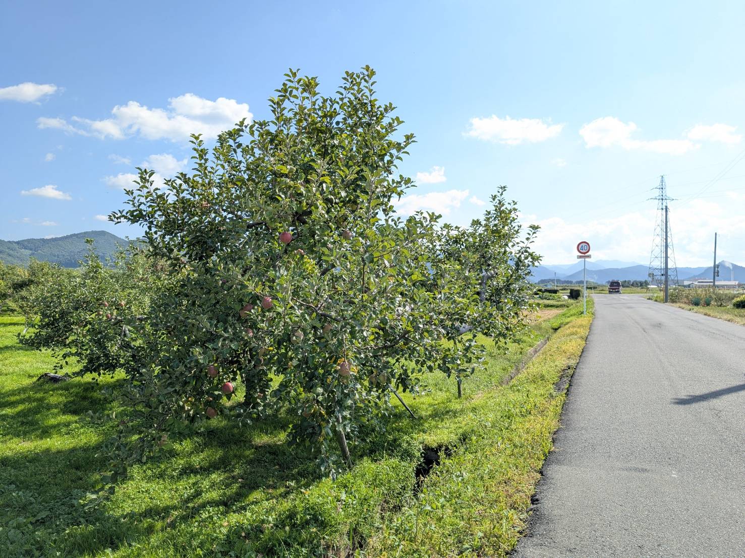 りんご畑