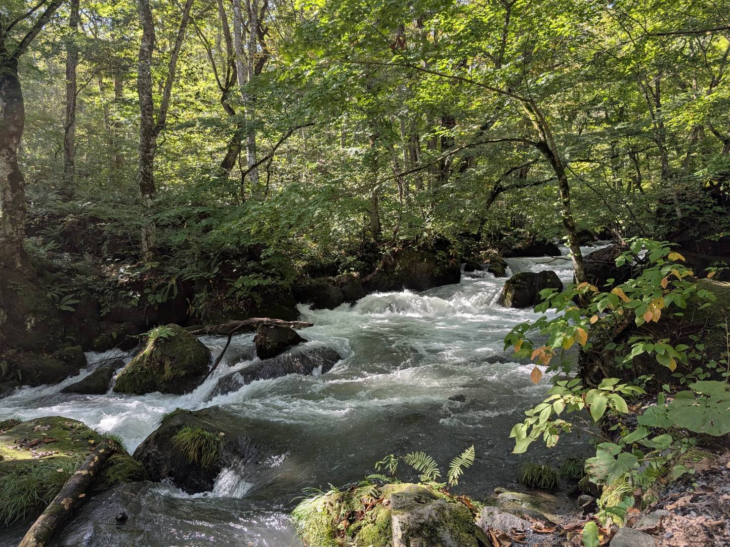 奥入瀬渓流